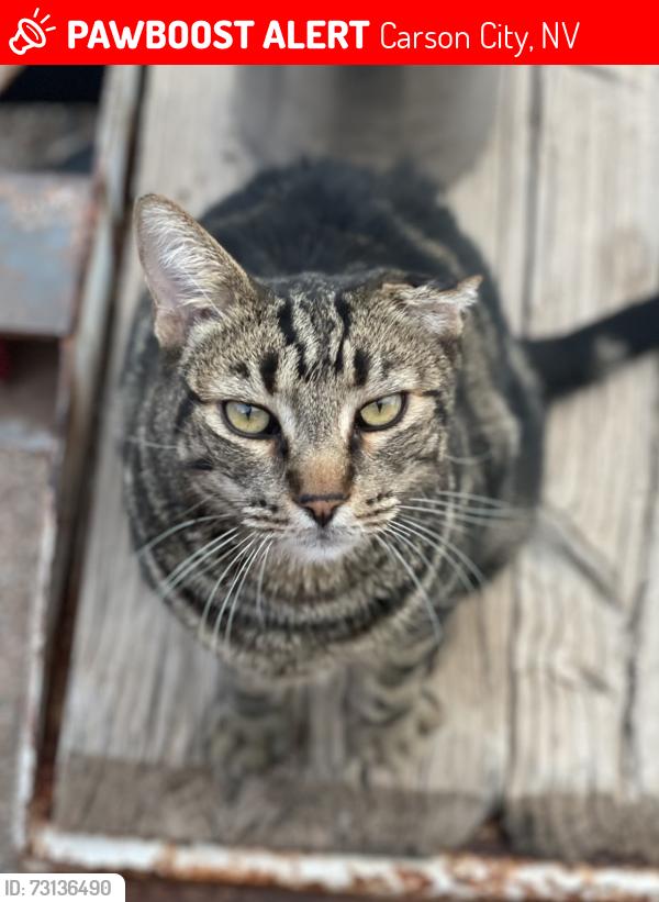 Lost Male Cat last seen Koontz & Edmonds, Carson City, NV 89701