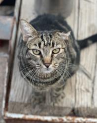 Lost Male Cat last seen Koontz & Edmonds, Carson City, NV 89701