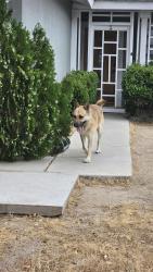 Found/Stray Male Dog last seen Reiman Street and Rose Place, Adelanto, CA 92301