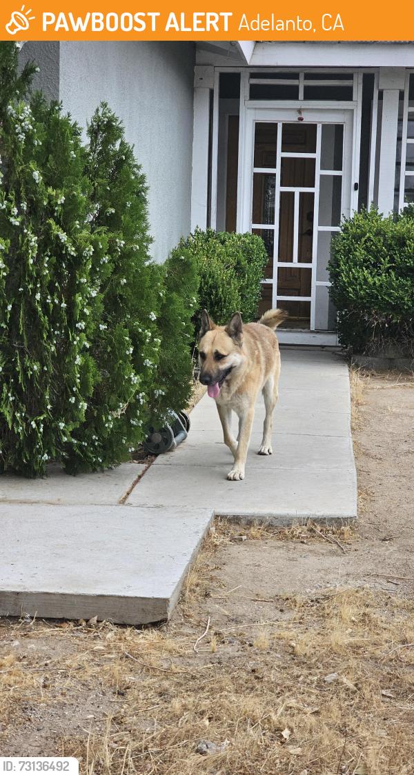 Found/Stray Male Dog last seen Reiman Street and Rose Place, Adelanto, CA 92301