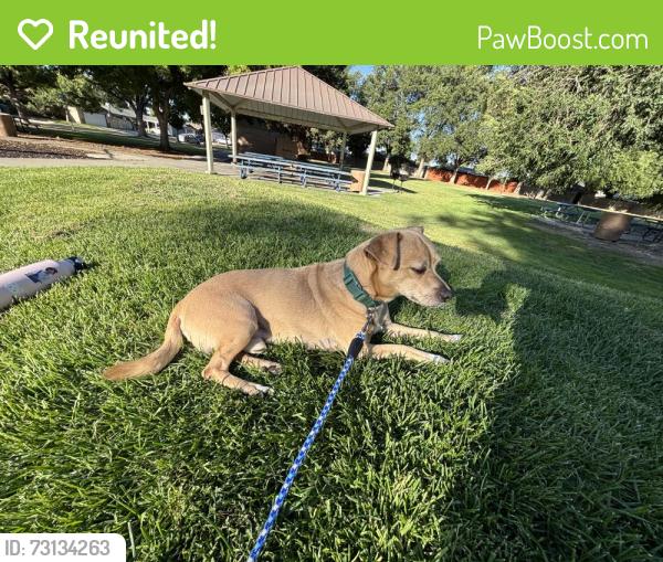 Reunited Female Dog last seen Peach and Gettysburg, Clovis, CA 93612
