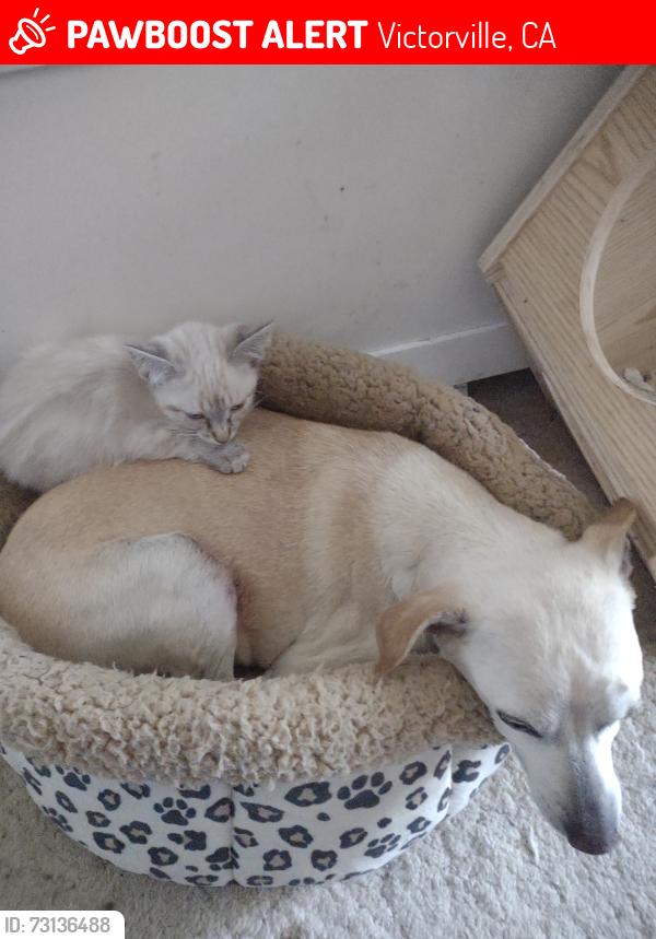 Lost Male Dog last seen 7th Ave, Victorville, CA 92395