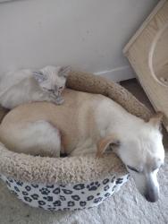 Lost Male Dog last seen 7th Ave, Victorville, CA 92395