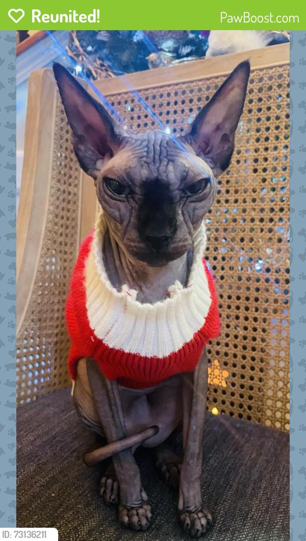 Reunited Female Cat last seen Near Fiday Road Joliet Il, Joliet, IL 60431