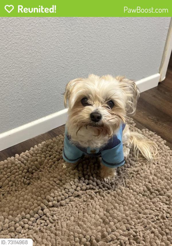 Reunited Male Dog last seen Manchester blvd and halldale blvd, Los Angeles, CA 90047