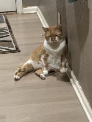 Reunited Male Cat last seen 136th and Holly, Thornton, CO 80602