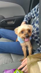 Reunited Female Dog last seen Near 20th Ave SE, Rio Rancho, NM 87124, USA, Rio Rancho, NM 87124