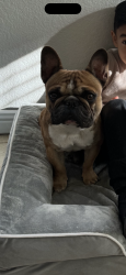 Lost Male Dog last seen Euclid and chestnut, Adelanto, CA 92301
