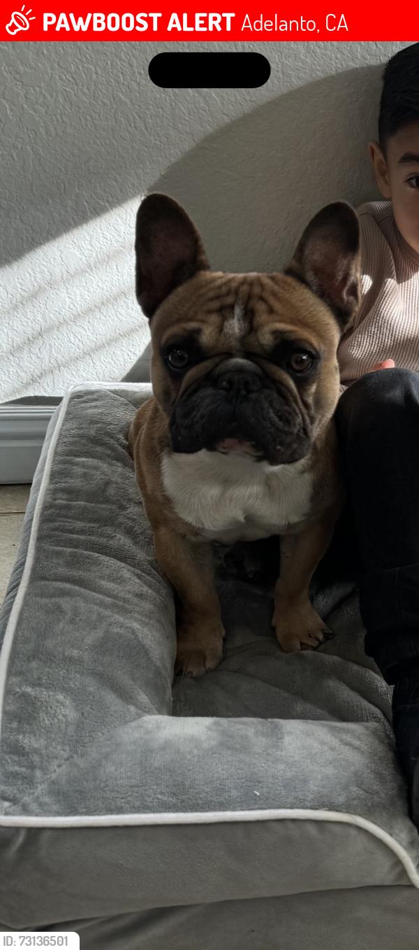 Lost Male Dog last seen Euclid and chestnut, Adelanto, CA 92301