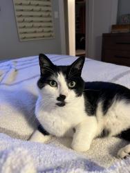 Lost Male Cat last seen Around 15th, Braemere, and W Highland View, Boise, ID 83702