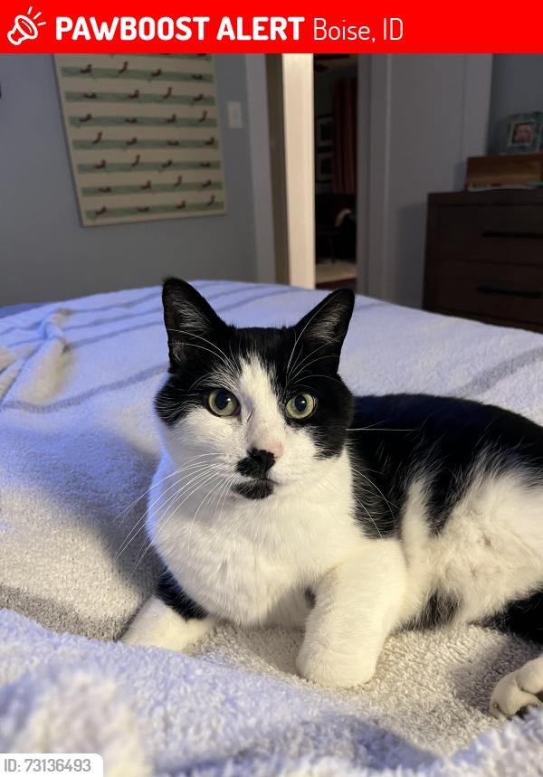 Lost Male Cat last seen Around 15th, Braemere, and W Highland View, Boise, ID 83702