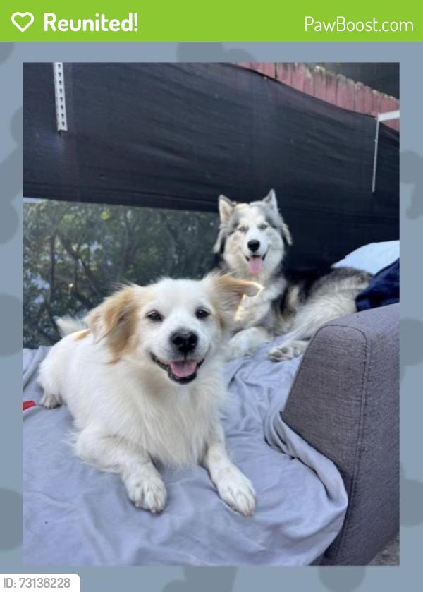 Reunited Female Dog last seen Near, Miami, FL 33155