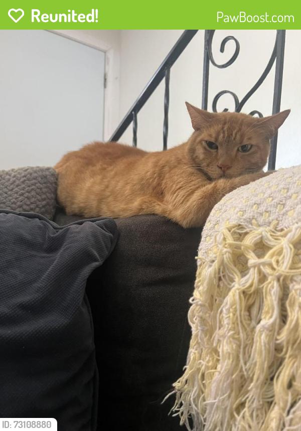 Reunited Male Cat last seen W Bayshore, East Palo Alto, CA 94303