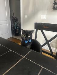 Lost Male Cat last seen Washington Blvd, North Ogden, UT 84414