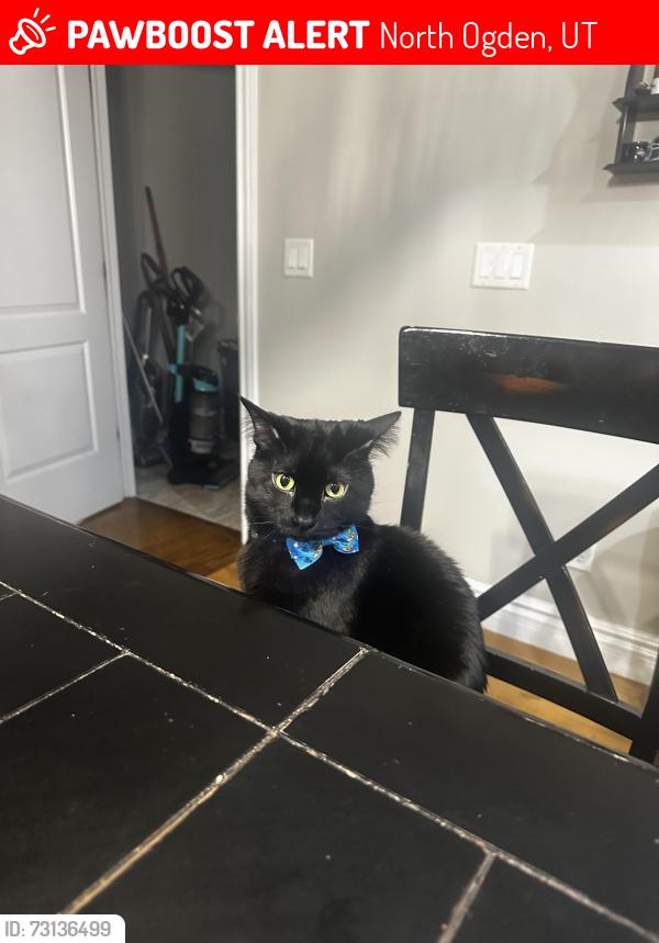 Lost Male Cat last seen Washington Blvd, North Ogden, UT 84414