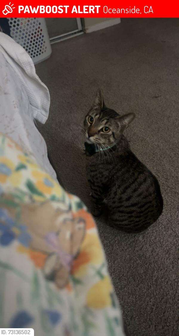 Lost Male Cat last seen Mesa Dr & Rancho Del Oro, Oceanside, CA 92056