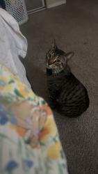 Lost Male Cat last seen Mesa Dr & Rancho Del Oro, Oceanside, CA 92056