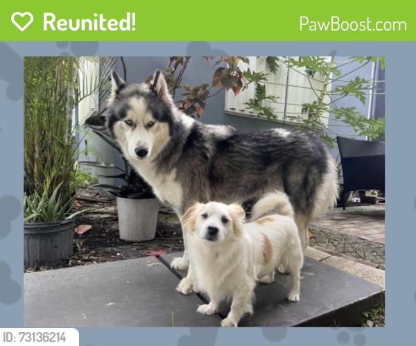 Reunited Male Dog last seen A.D. Barnes Park, Miami, FL 33155
