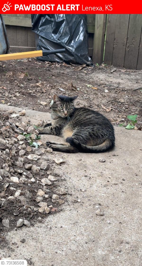 Lost Female Cat last seen Caenen lake rd and 102nd st, Lenexa, KS 66215