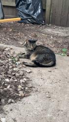 Lost Female Cat last seen Caenen lake rd and 102nd st, Lenexa, KS 66215