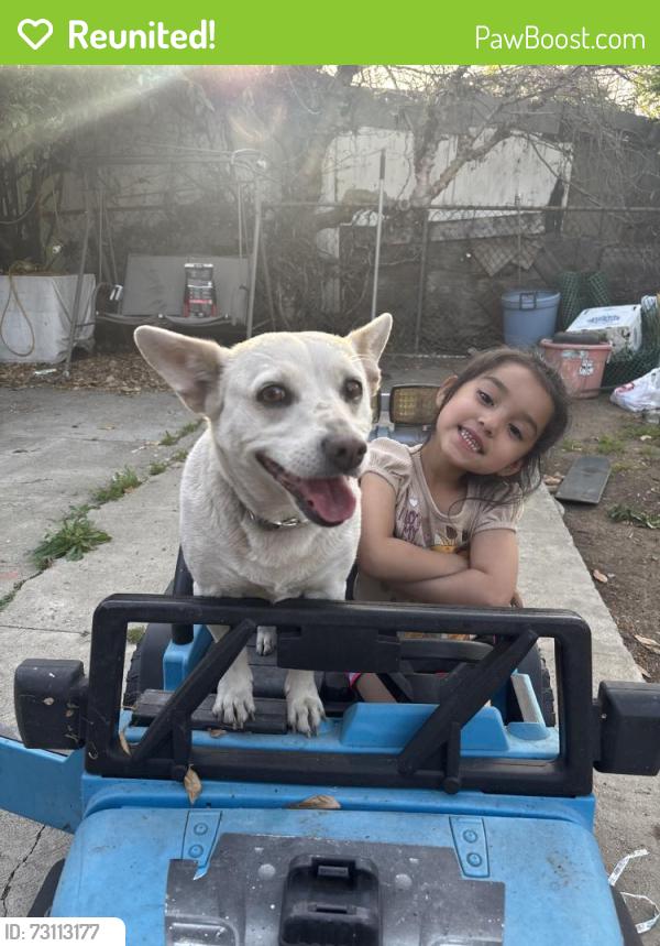 Reunited Female Dog last seen Near W 113th St, Los Angeles, CA 90061, USA, Los Angeles, CA 90061