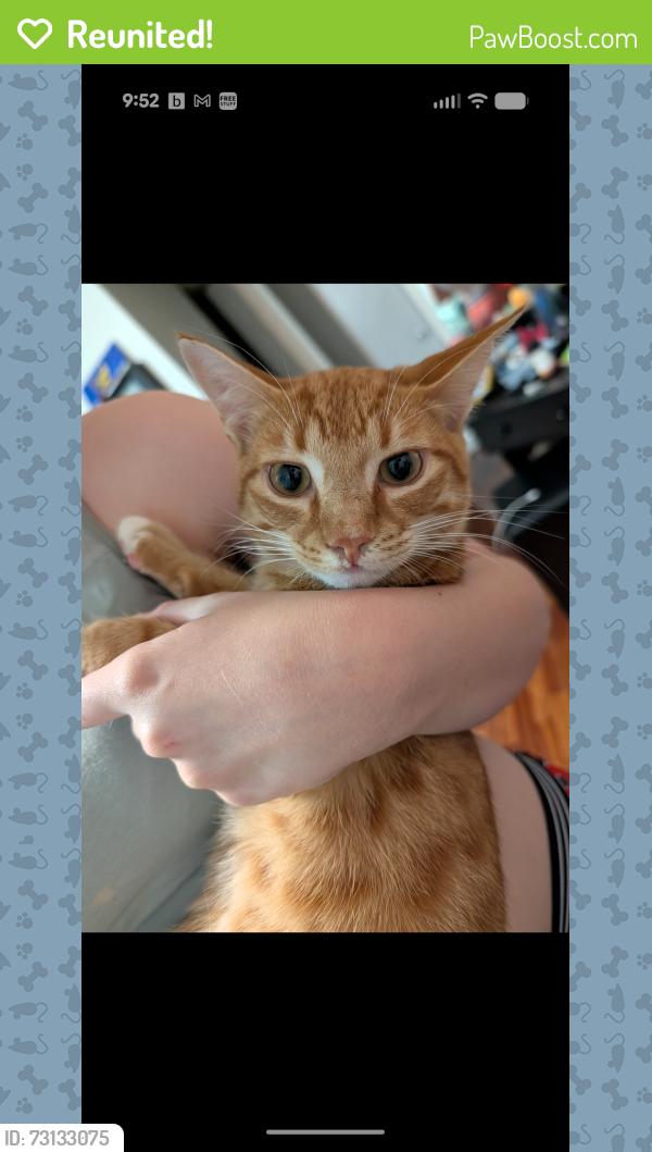 Reunited Male Cat last seen Pellicier Court, Madeline Ave, Southwinds, Port Orange, FL 32129
