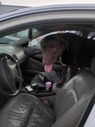 Reunited Male Dog last seen 34th and Pearl near Donald, Eugene, OR 97405