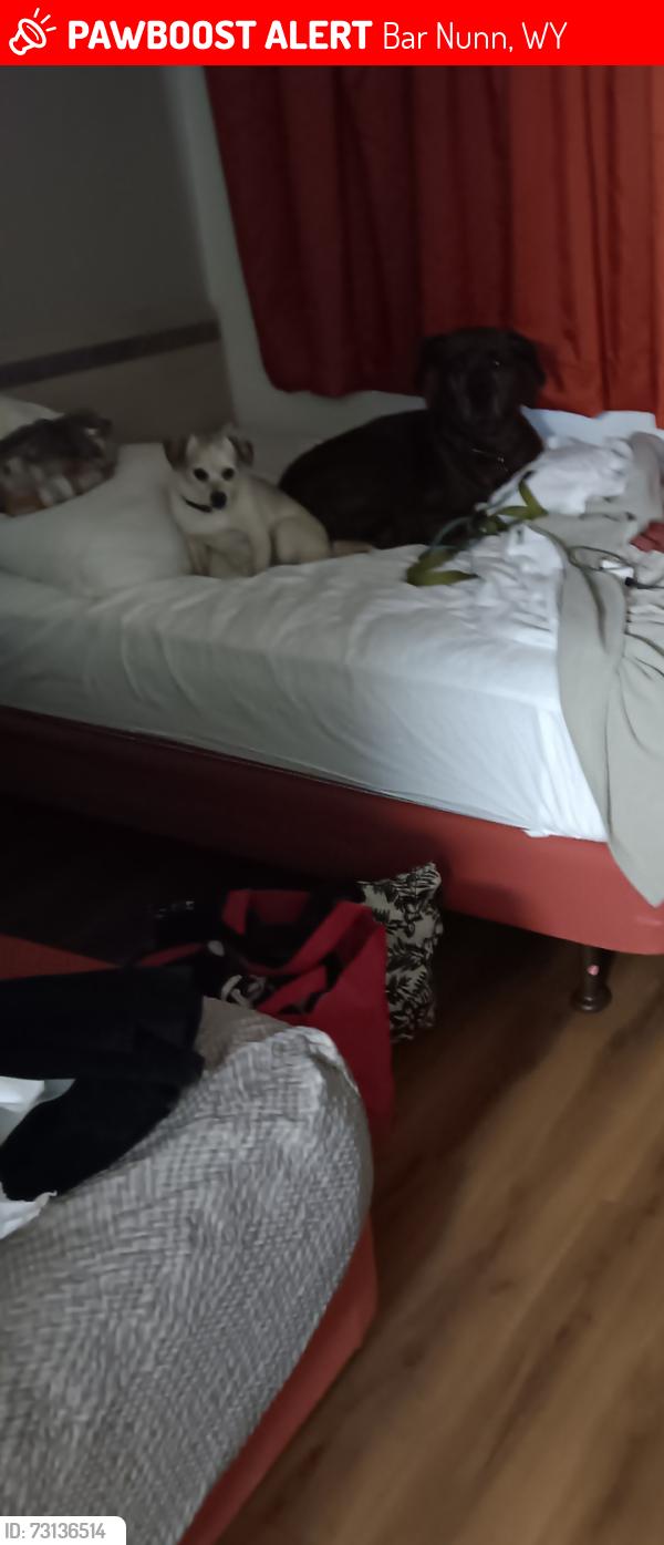 Lost Male Dog last seen Mad towing, Bar Nunn, WY 82601