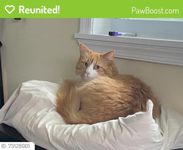 Reunited Female Cat last seen Plum Ave & Barrett Drive, Merritt Island, FL 32952