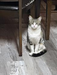 Lost Male Cat last seen lupin Dr and 5th, Sun Valley, NV 89433