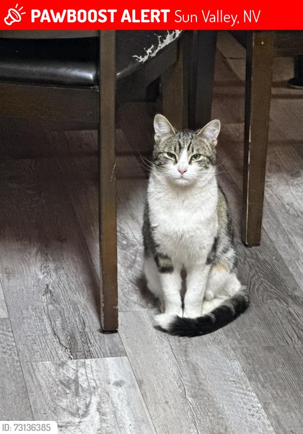Lost Male Cat last seen lupin Dr and 5th, Sun Valley, NV 89433