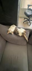 Reunited Male Cat last seen E 16th street Oakland ca, Oakland, CA 94601
