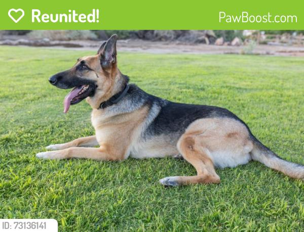 Reunited Male Dog last seen Near E California Ave, Las Vegas, NV 89104, USA, Las Vegas, NV 89104