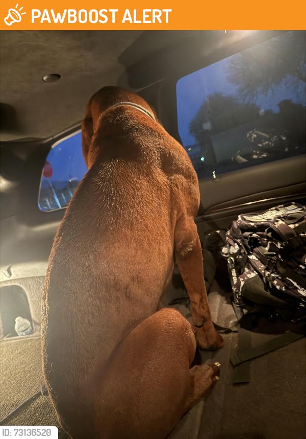 Found/Stray Male Dog last seen Riggs and 196th St, Sonoqui Creek Ranch, AZ 85142