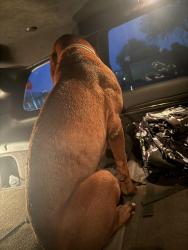 Found/Stray Male Dog last seen Riggs and 196th St, Sonoqui Creek Ranch, AZ 85142