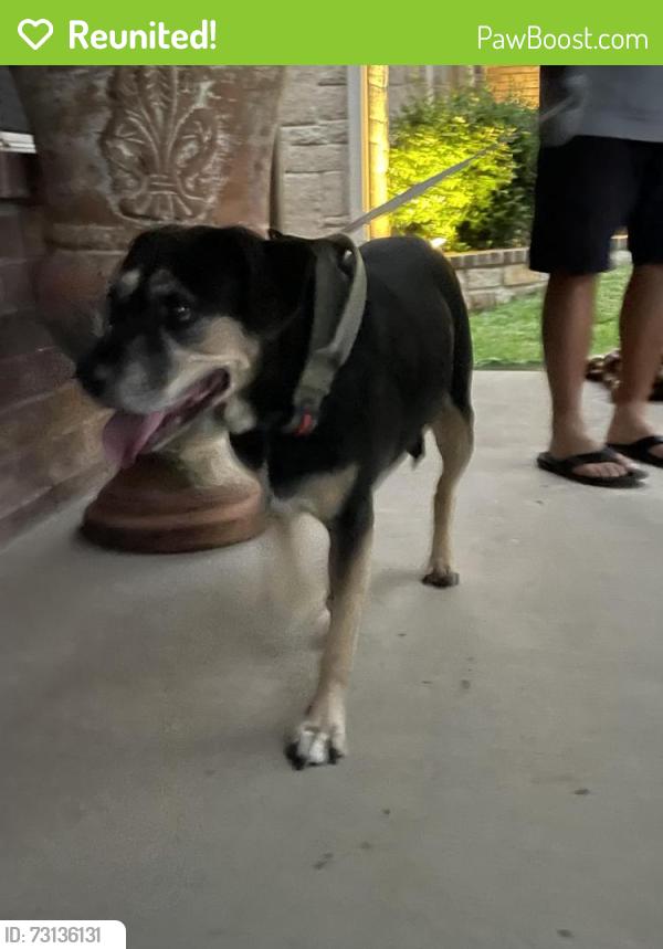Reunited Female Dog last seen Rock alley dr, Fort Worth, TX 76244