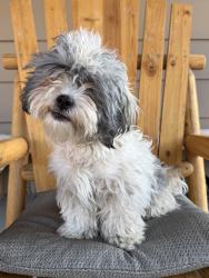 Reunited Female Dog last seen Rosemont Dr. and Cypress Dr., Security-Widefield, CO 80911