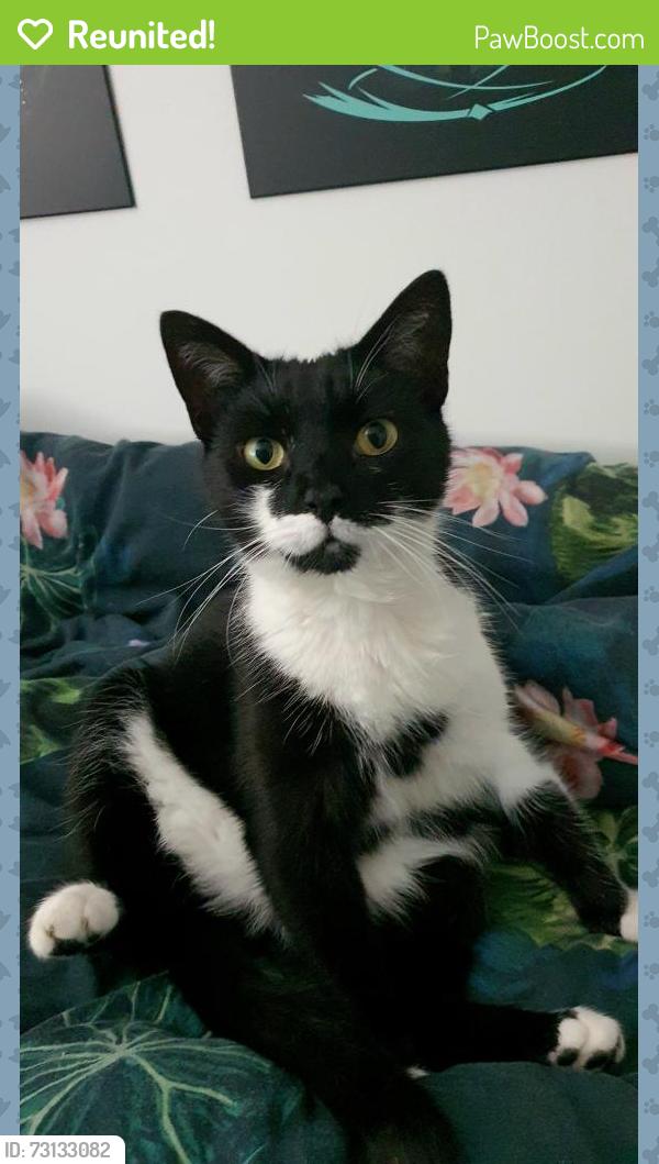 Reunited Male Cat last seen North East Derbyshire Council Buildings, Wingerworth, England S42 6NG