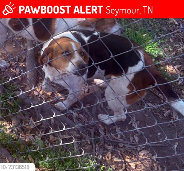 Lost Female Dog last seen Close to 411 dpeedway, Seymour, TN 37865