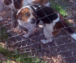 Lost Female Dog last seen Close to 411 dpeedway, Seymour, TN 37865