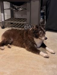 Reunited Female Dog last seen CR 3496 and CR 265, Cooke County, TX 76272