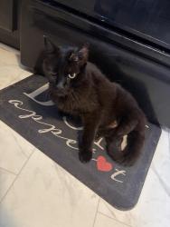 Reunited Male Cat last seen poe and whittier st, Kansas City, MO 64119