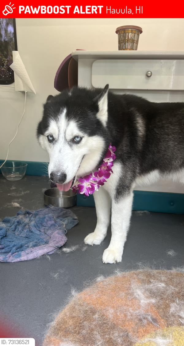 Lost Male Dog last seen Kahana Bay, Hauula, HI 96717