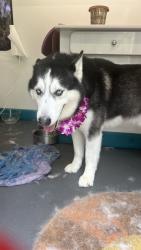 Lost Male Dog last seen Kahana Bay, Hauula, HI 96717