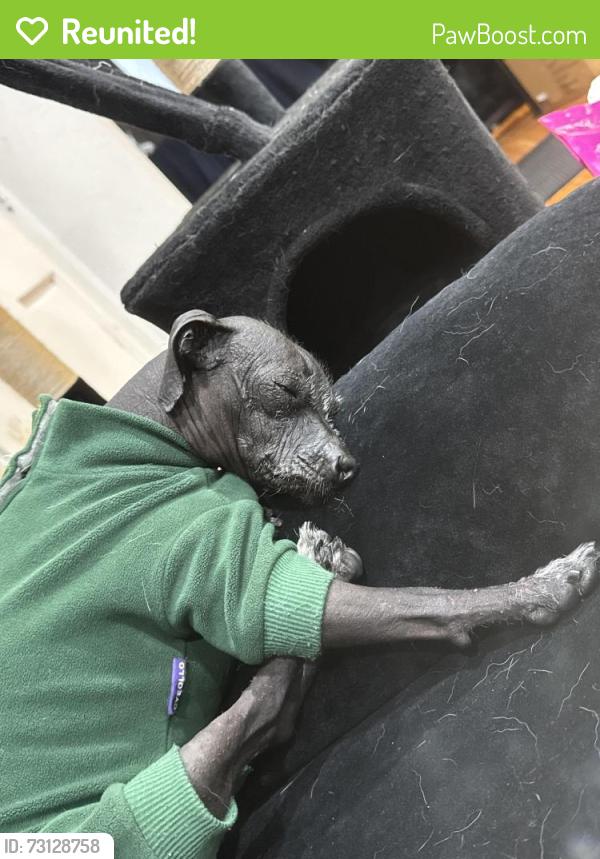 Reunited Male Dog last seen Verdugo and colorado, Glendale, CA 91205