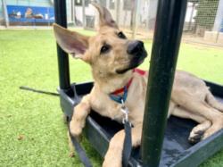 Shelter Stray Male Dog last seen , 14409 Vanowen St, Van Nuys, CA 91405, USA