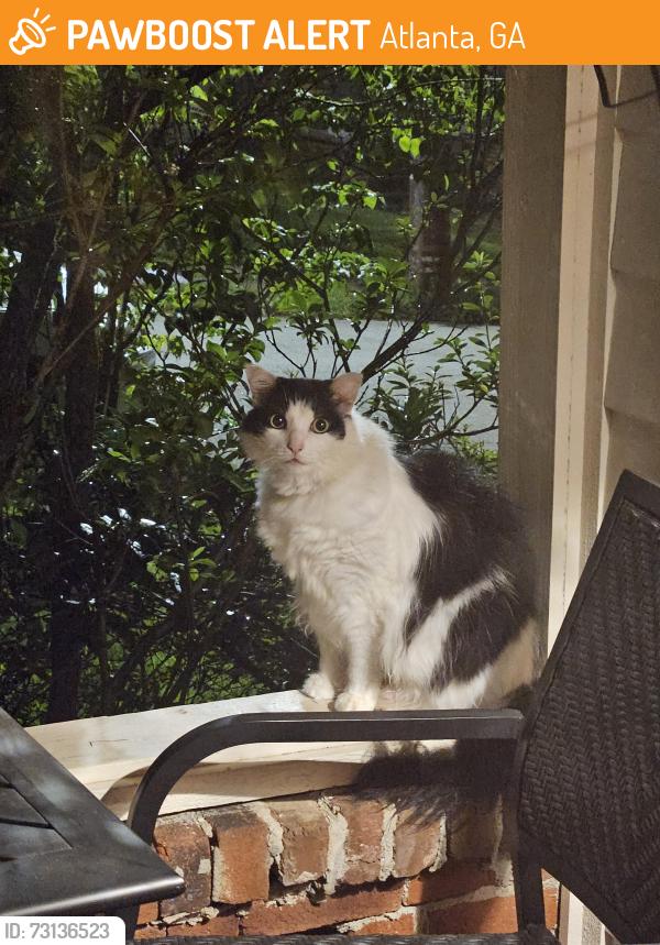 Found/Stray Unknown Cat last seen Moreland, Atlanta, GA 30306