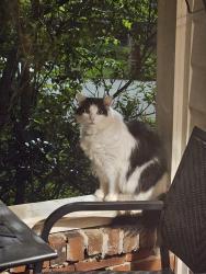 Found/Stray Unknown Cat last seen Moreland, Atlanta, GA 30306
