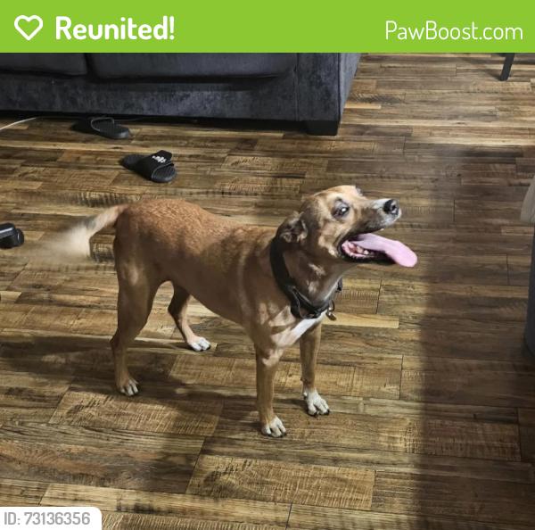 Reunited Female Dog last seen Citrus Ave, and Randall Ave., Fontana, CA 92335
