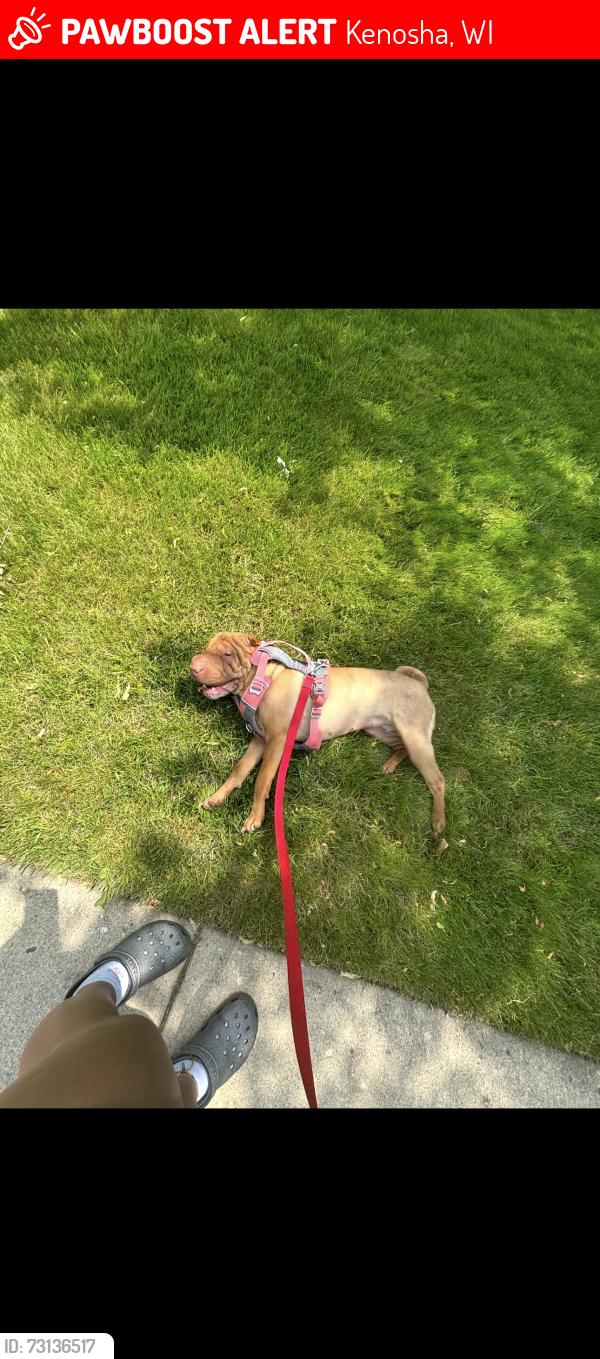 Lost Female Dog last seen 60th street, Kenosha, WI 53142